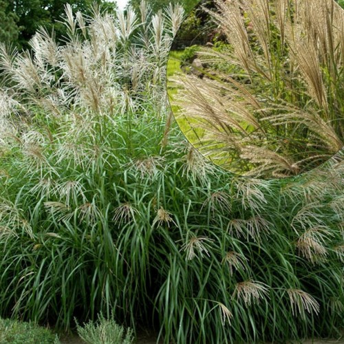 Miscanthus sinensis 'Korea' - Hiina siidpööris 'Korea' P9/0,55L 